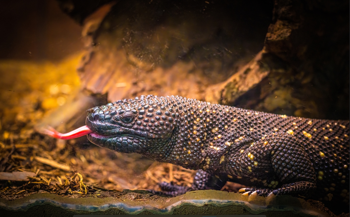 Guatemalan Beaded Lizard