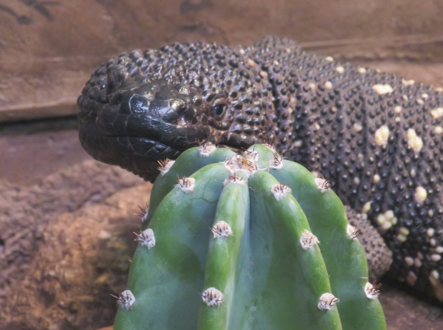 Guatemalan beaded lizard