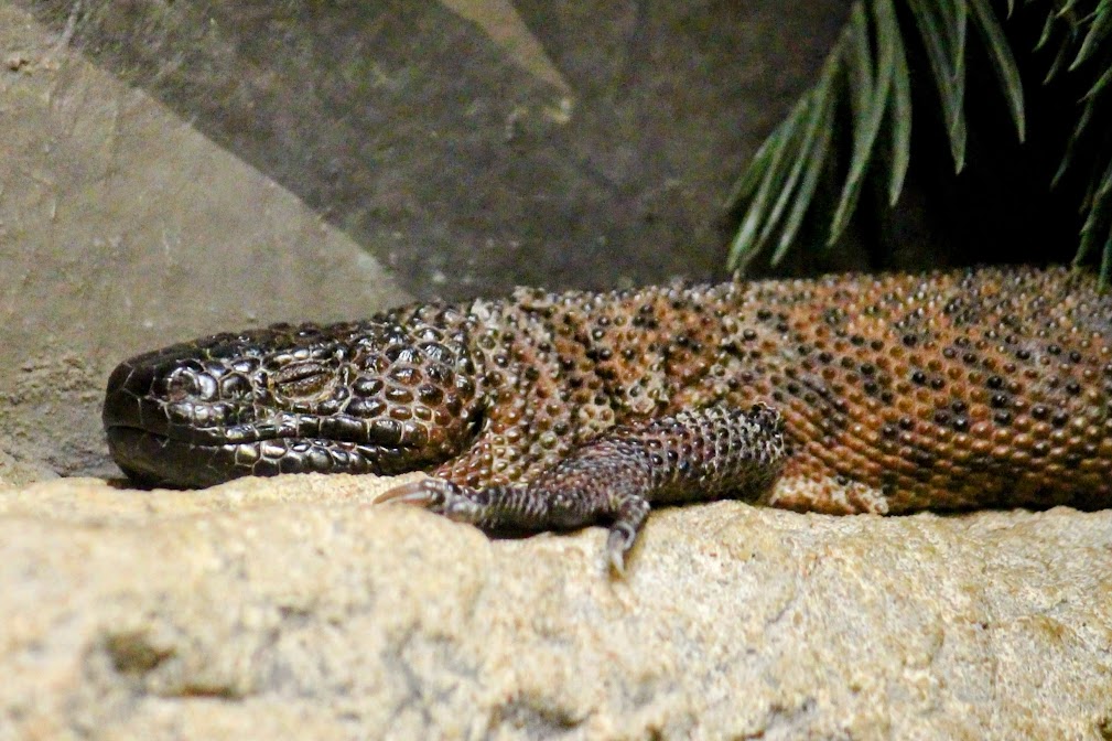 Guatemalan Beaded Lizard