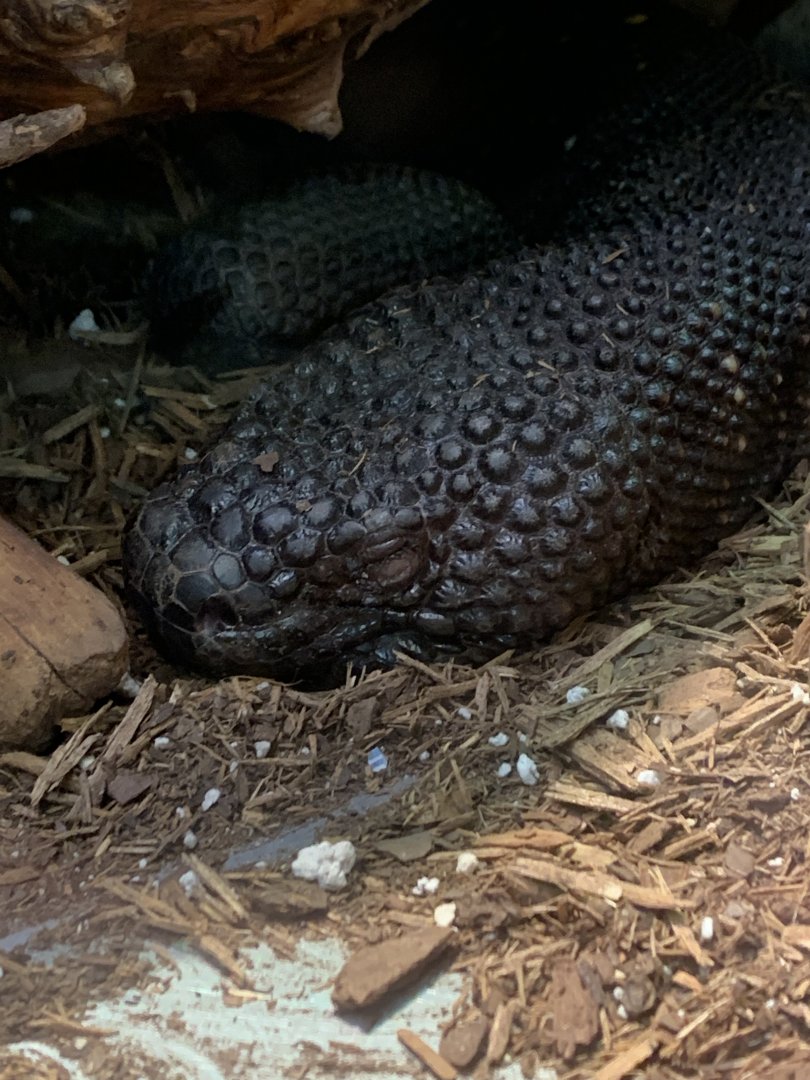 Guatemalan Beaded Lizard