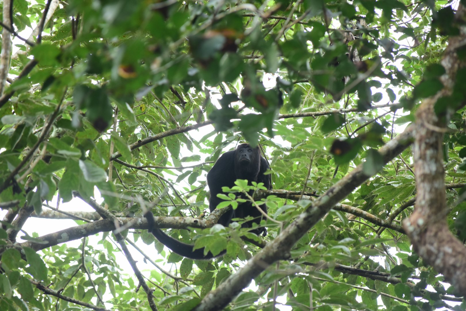 Guatemalan black howler (Alouatta pigra)