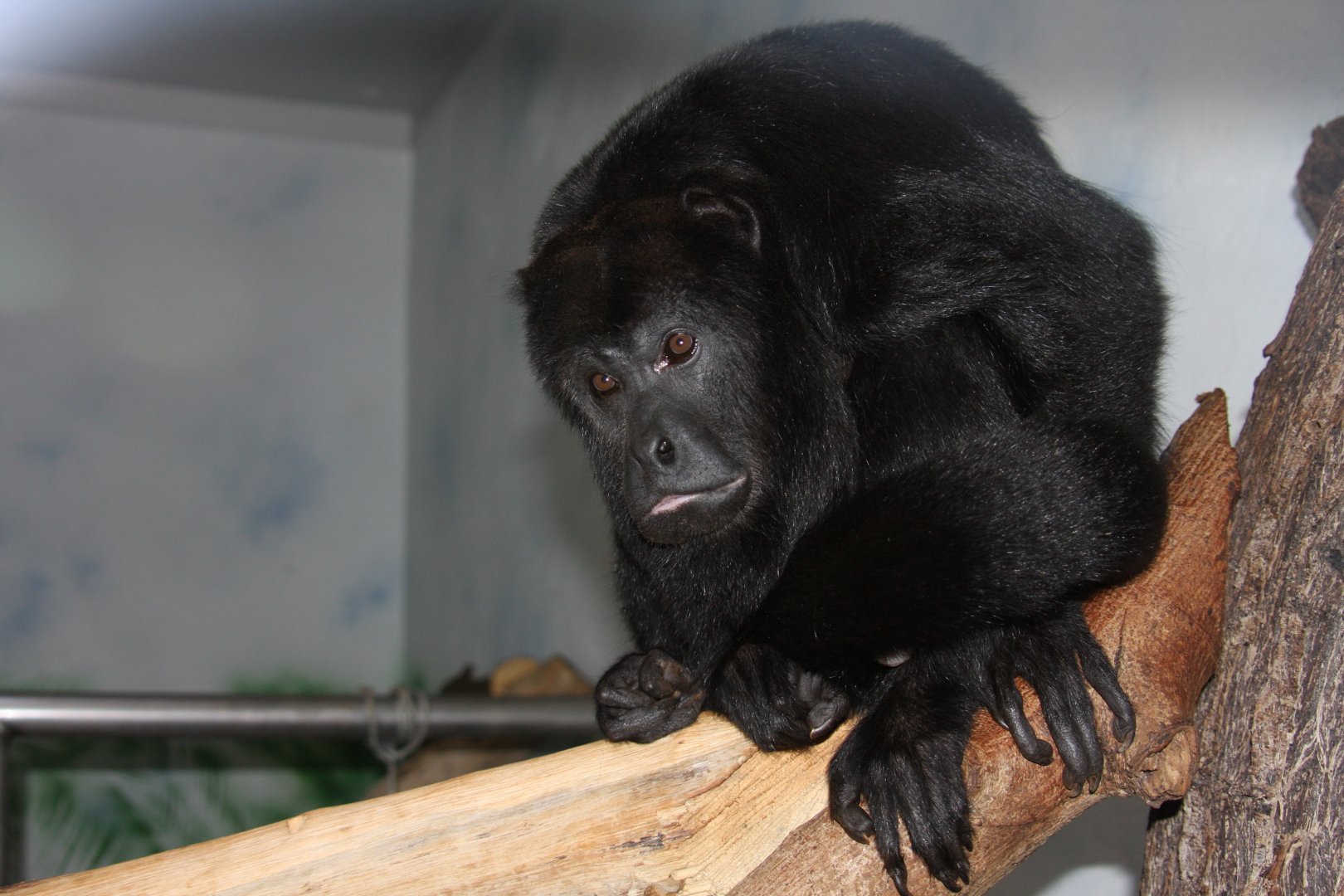 Guatemalan black howler (Alouatta pigra)