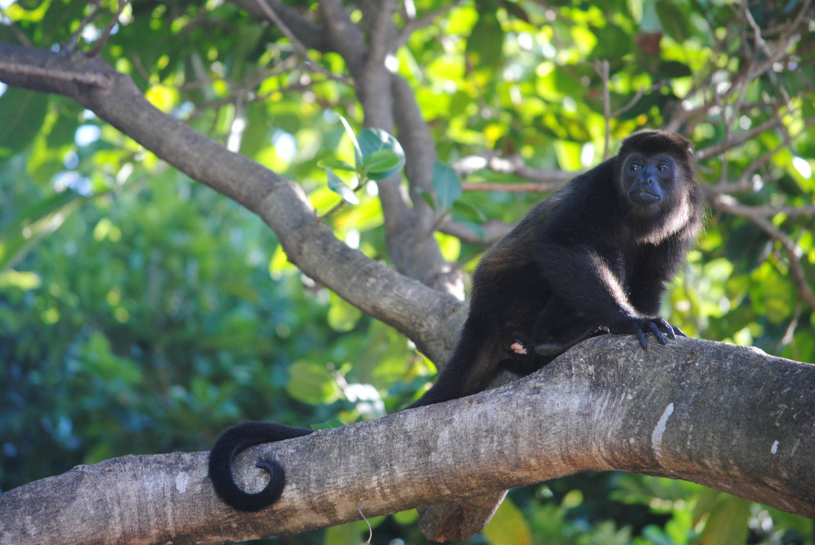 Guatemalan Black Howler
