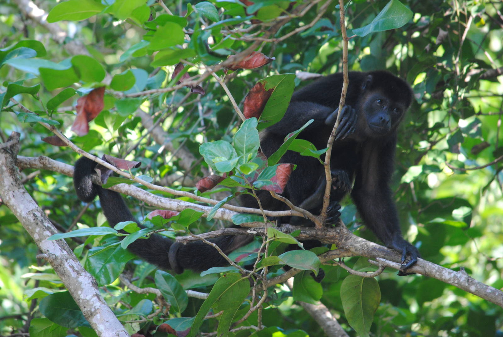 Guatemalan Black Howler