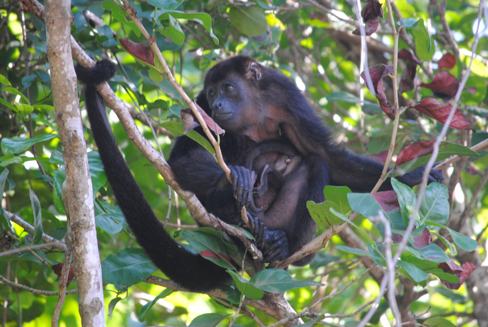Guatemalan Black Howler