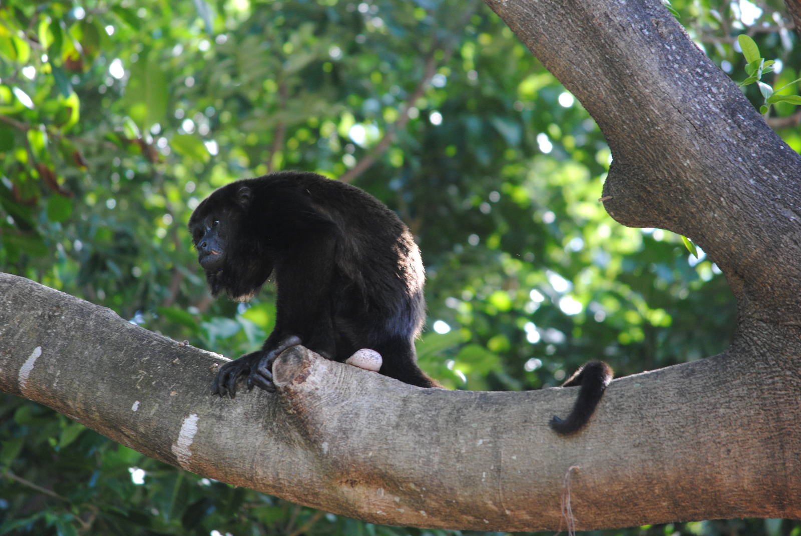 Guatemalan Black Howler