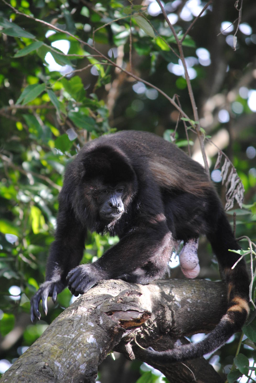 Guatemalan Black Howler