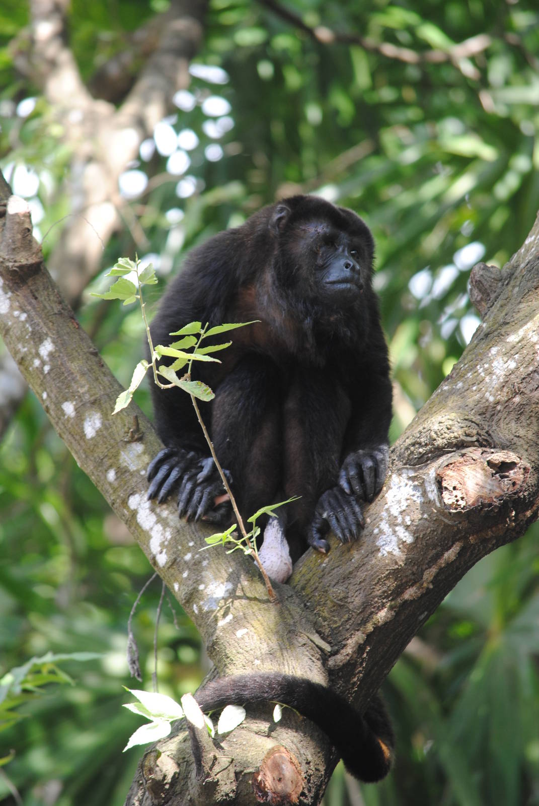 Guatemalan Black Howler