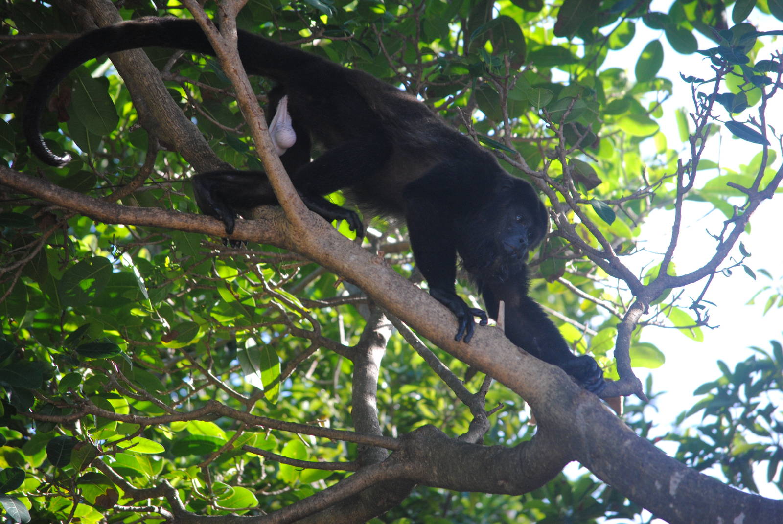Guatemalan Black Howler
