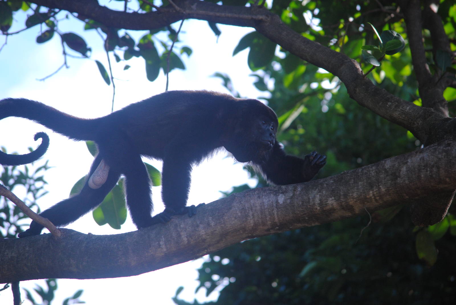 Guatemalan Black Howler