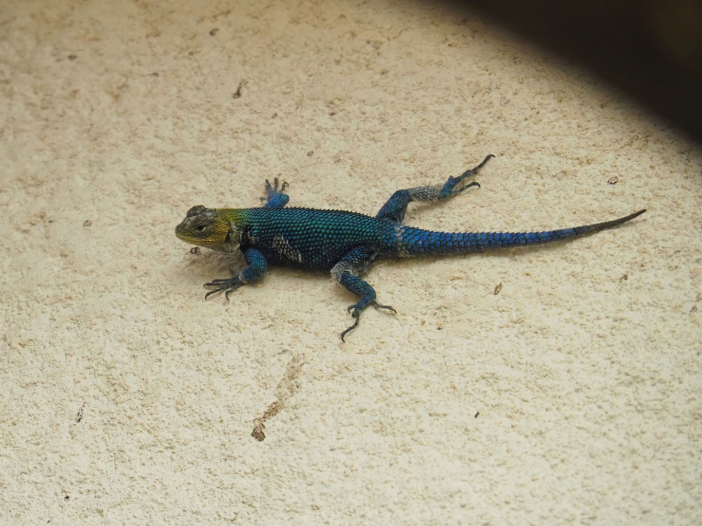 Guatemalan Emerald spiny lizard (Sceloporus taeniocnemis), 2023-07-22