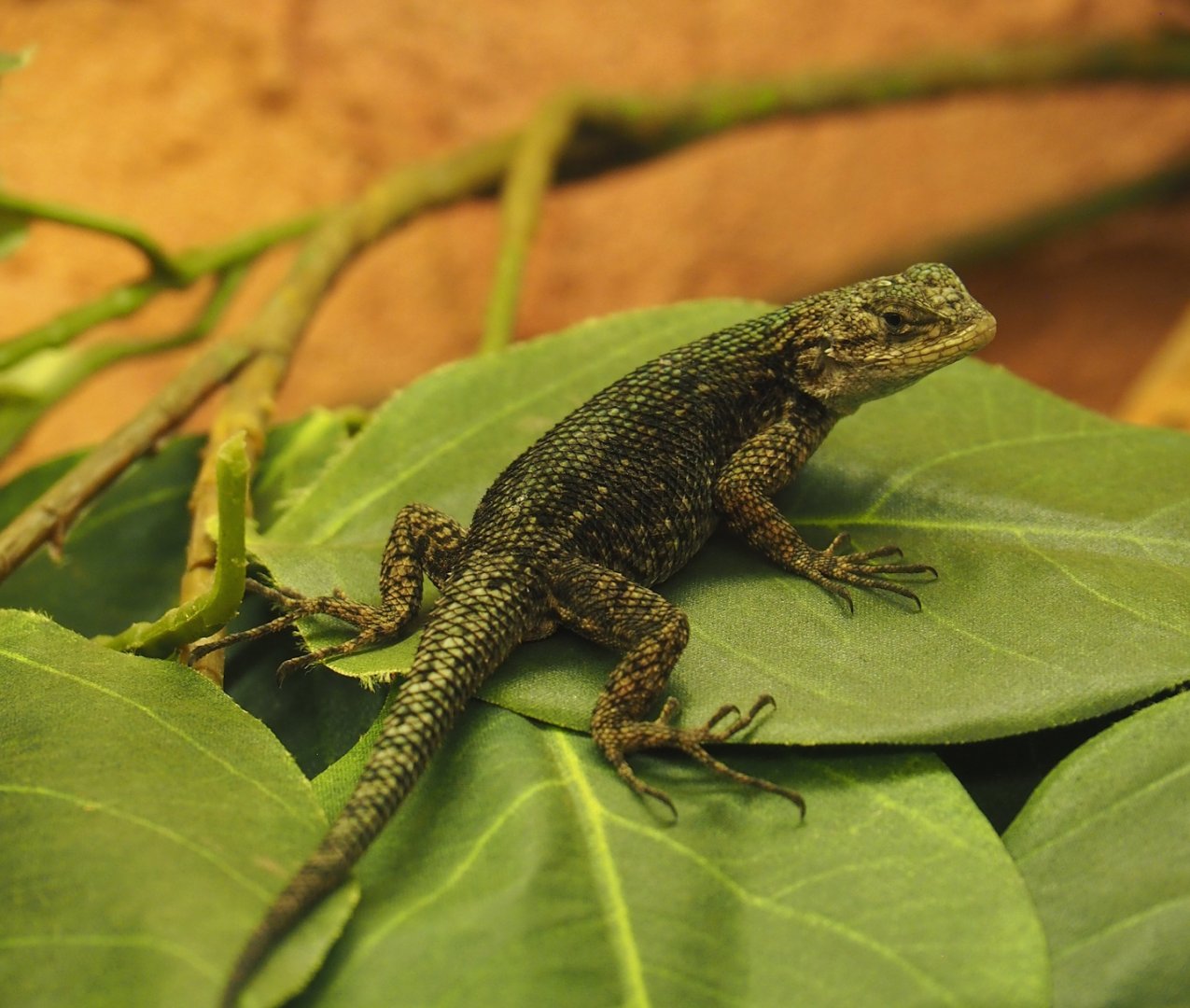 Guatemalan emerald spiny lizard (Sceloporus taeniocnemis), 2024-02-17