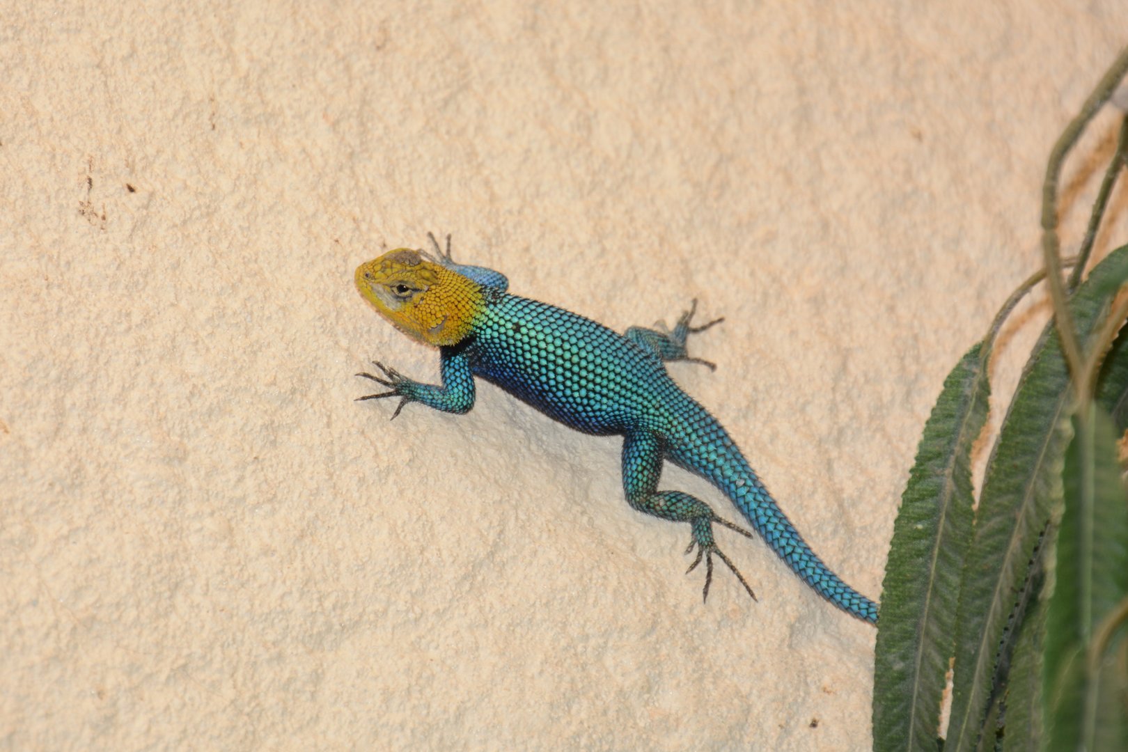 Guatemalan emerald spiny lizard (Sceloporus taeniocnemis)