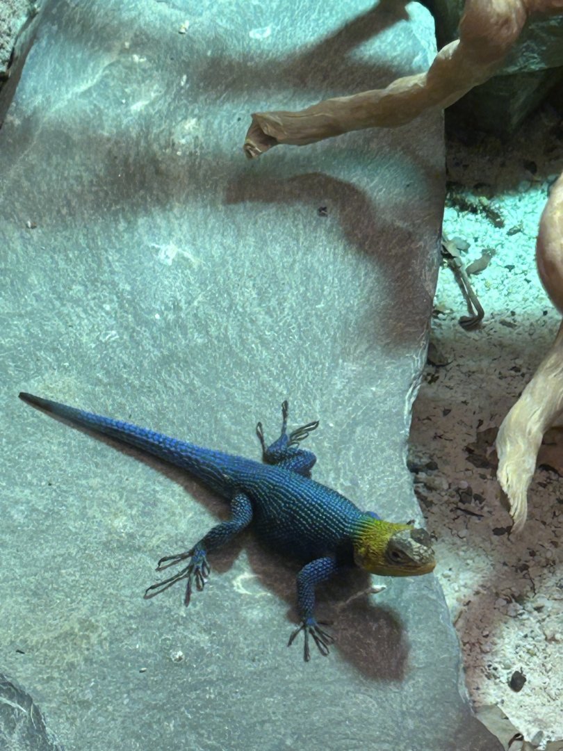 Guatemalan emerald spiny lizard