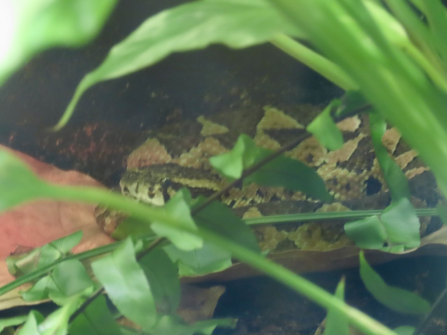 Guatemalan Jumping Pitviper (Metlapilcoatlus occiduus)