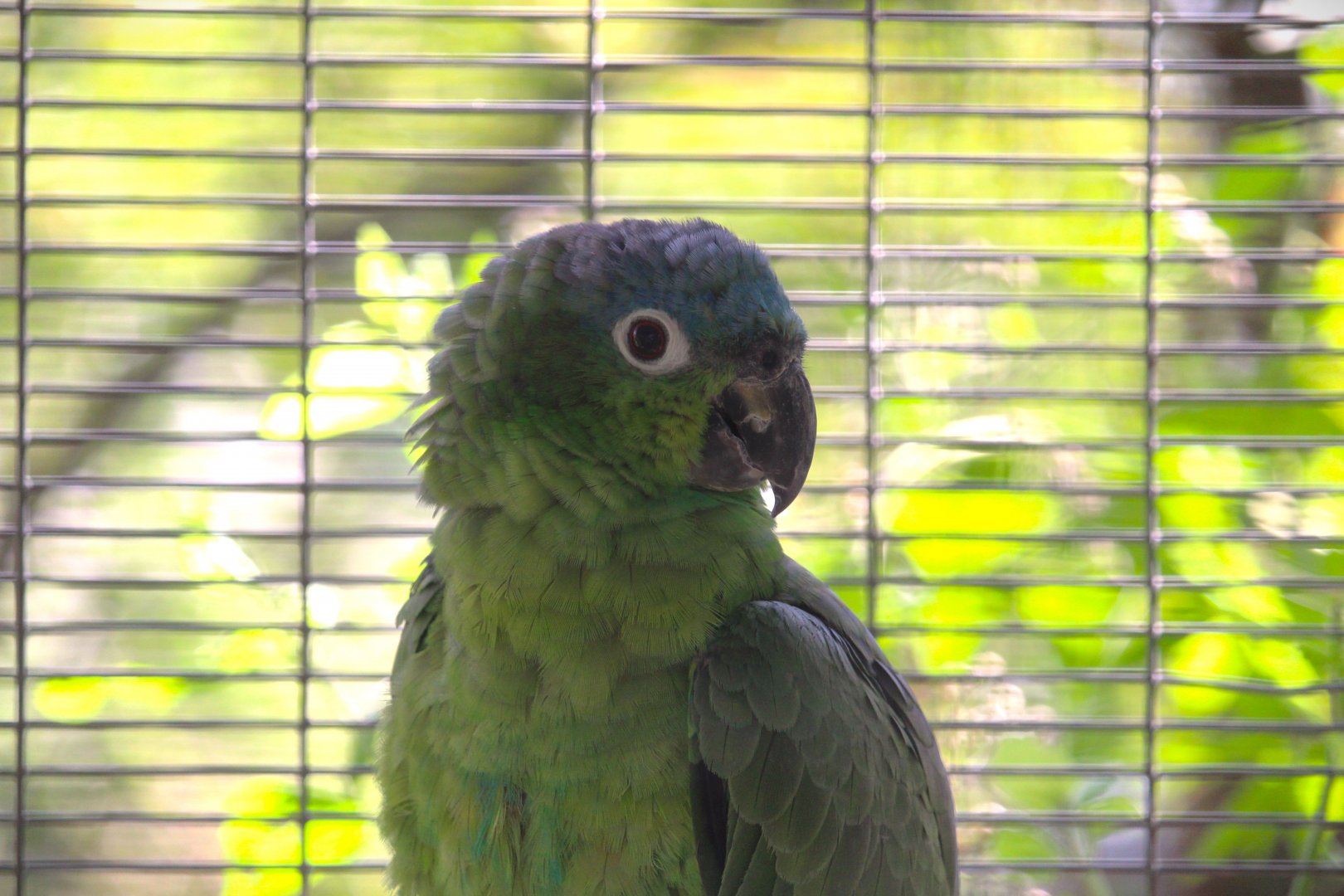 Guatemalan Northern Mealy Amazon