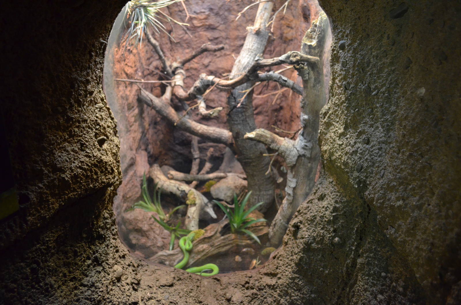 Guatemalan Palm Viper Exhibit