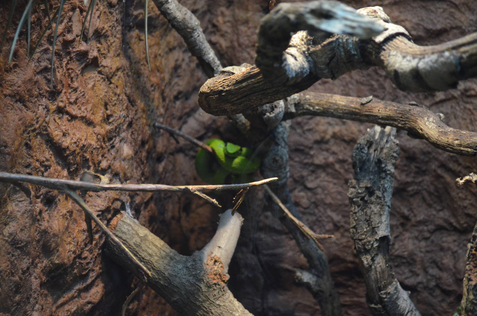 GUATEMALAN PALM VIPER