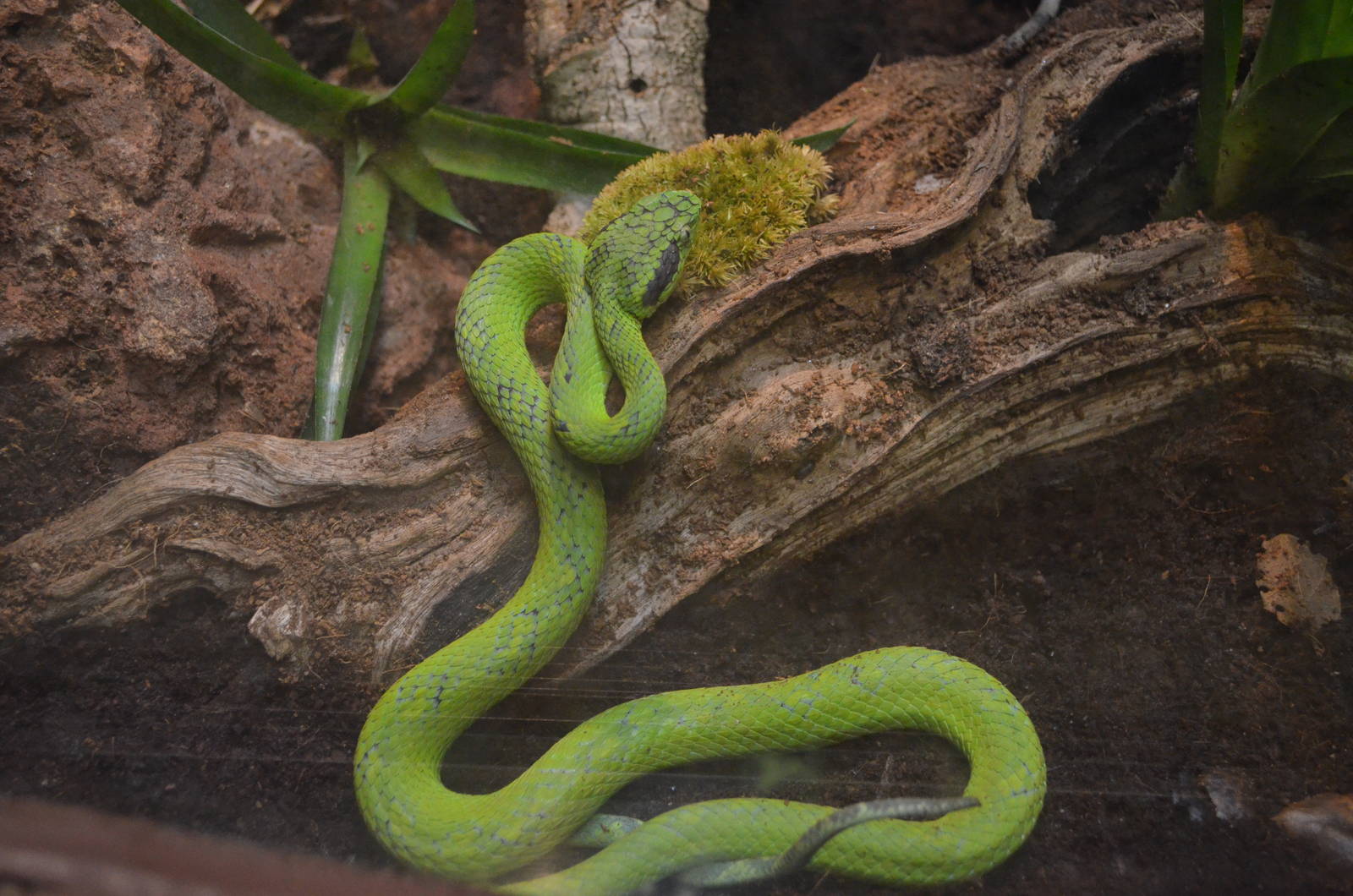 Guatemalan Palm Viper