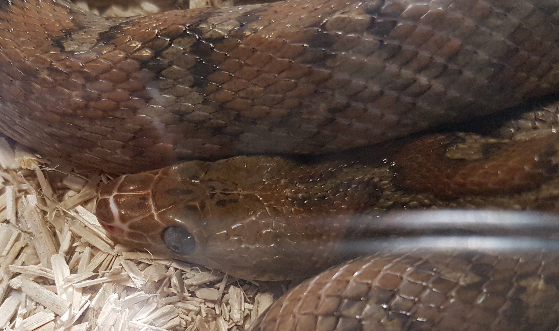 Guatemalan ratsnake - Pseudelaphe flavirufa