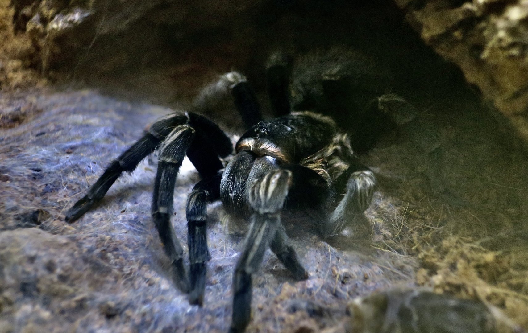 Guatemalan Redrump Tarantula (Tliltocatl sabulosus)