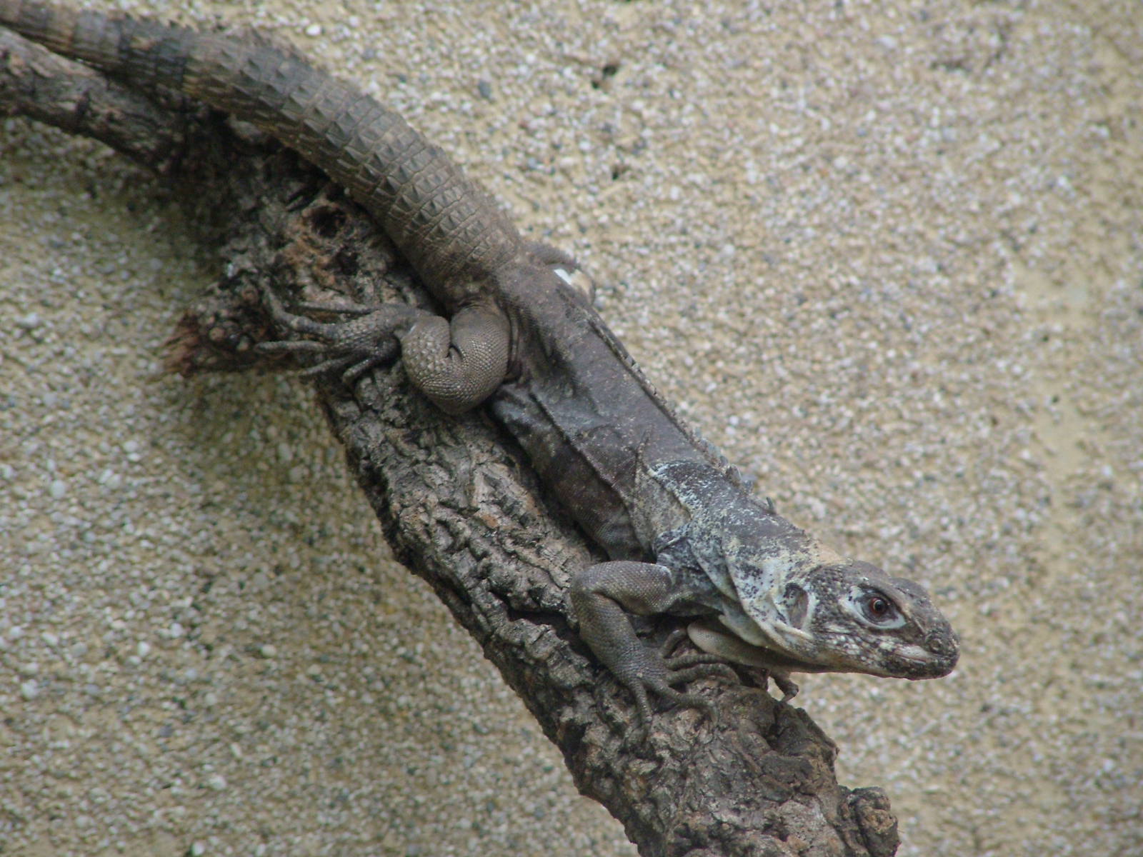 Guatemalan Spiny-tailed Iguana at Berlin Zoo Aquarium, 31/08/11