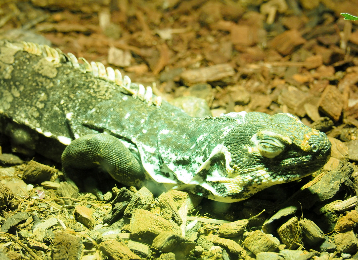 Guatemalan spiny-tailed iguana (Ctenosaura palearis), 2021-09-03