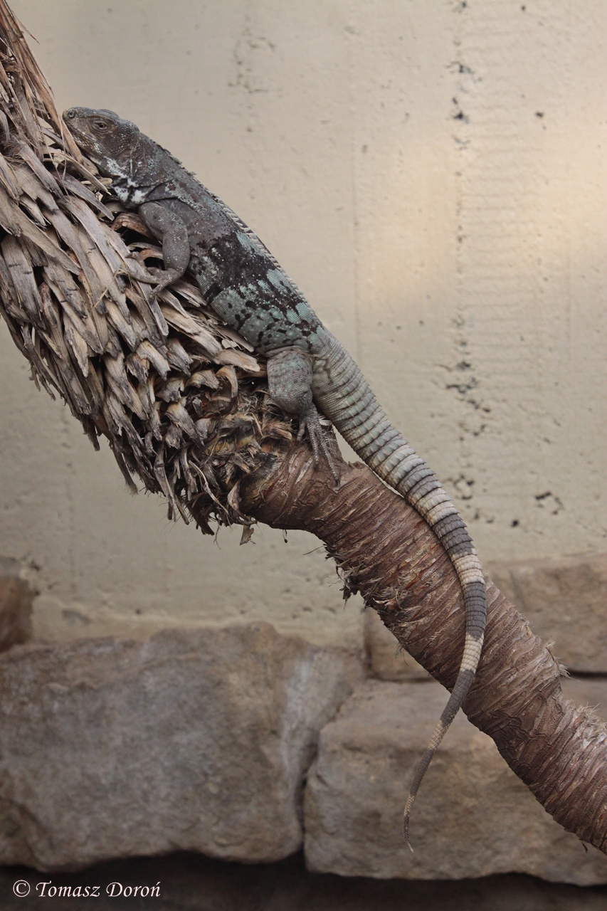 Guatemalan Spiny-tailed Iguana (Ctenosaura palearis)