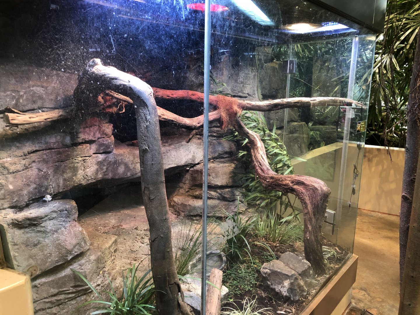Guatemalan spiny-tailed iguana exhibit