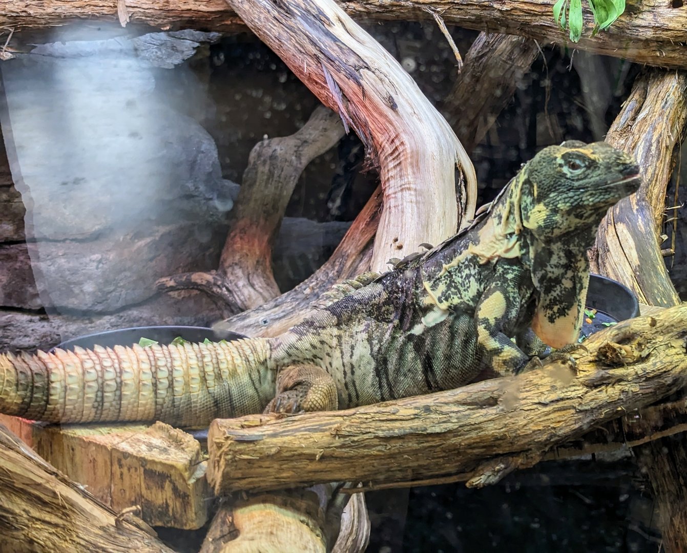 Guatemalan Spiny-tailed Iguana - July 8th 2023