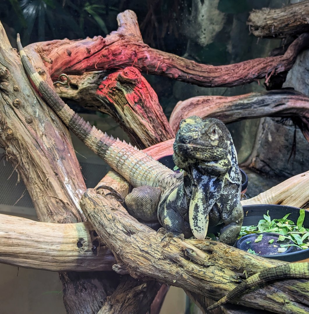 Guatemalan Spiny-tailed Iguana- July 8th 2023