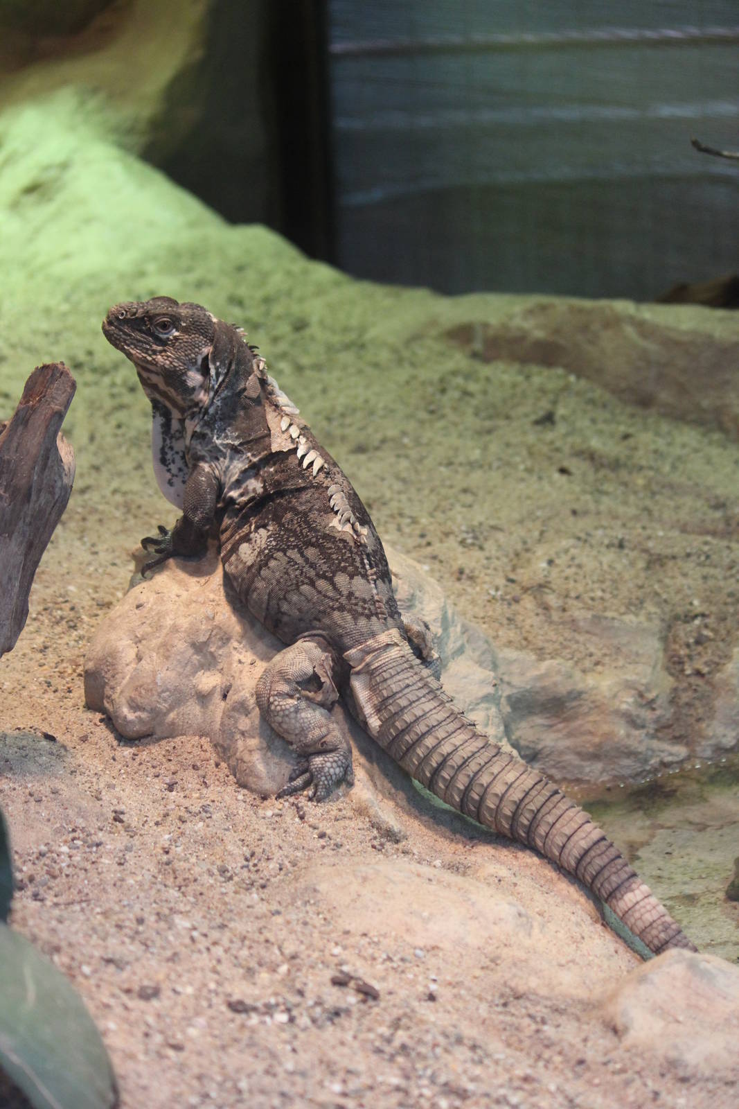 Guatemalan spiny-tailed iguana