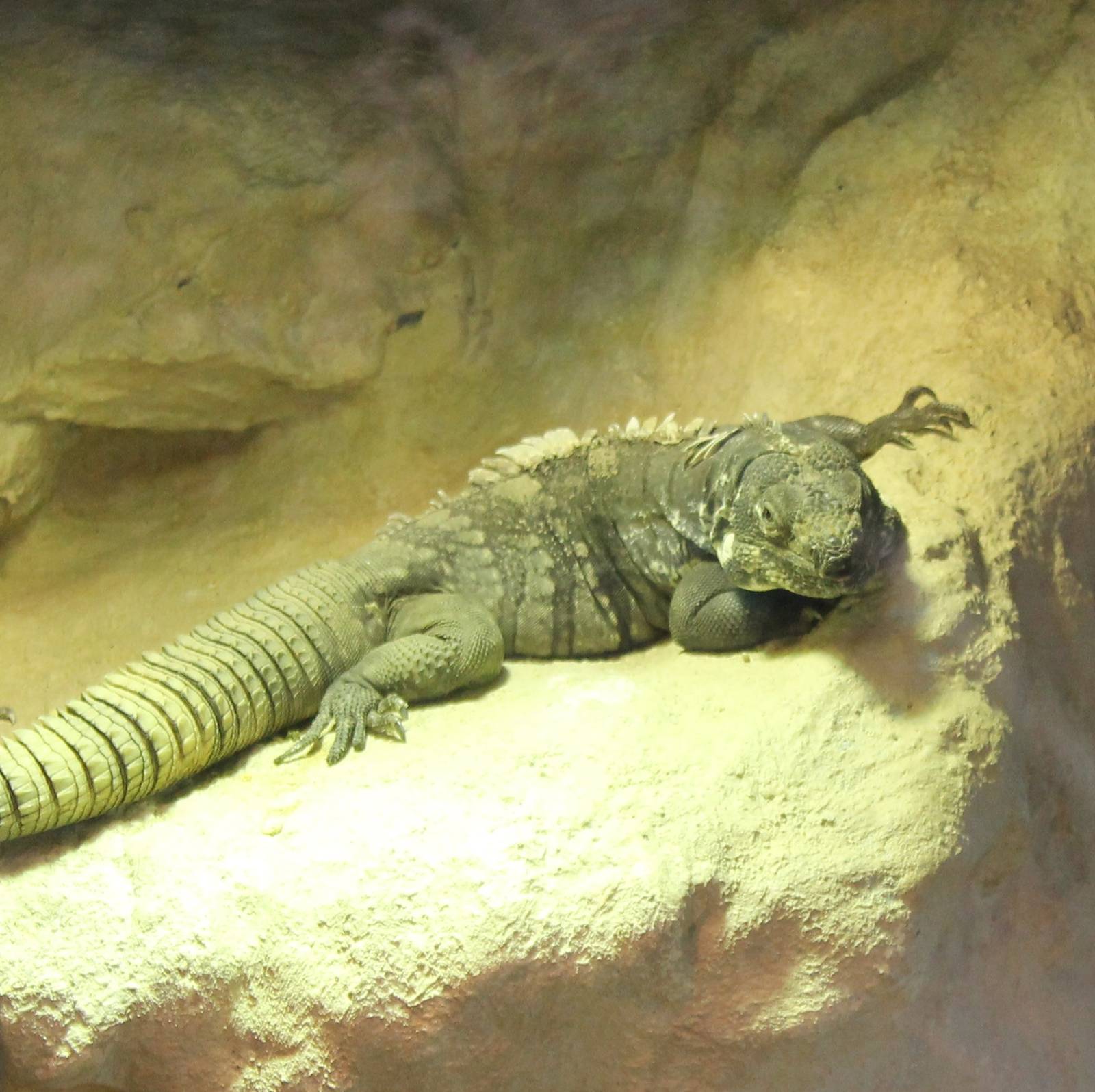 Guatemalan spiny-tailed iguana