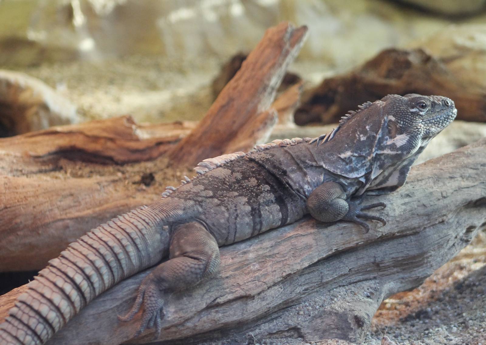 Guatemalan spiny-tailed iguana