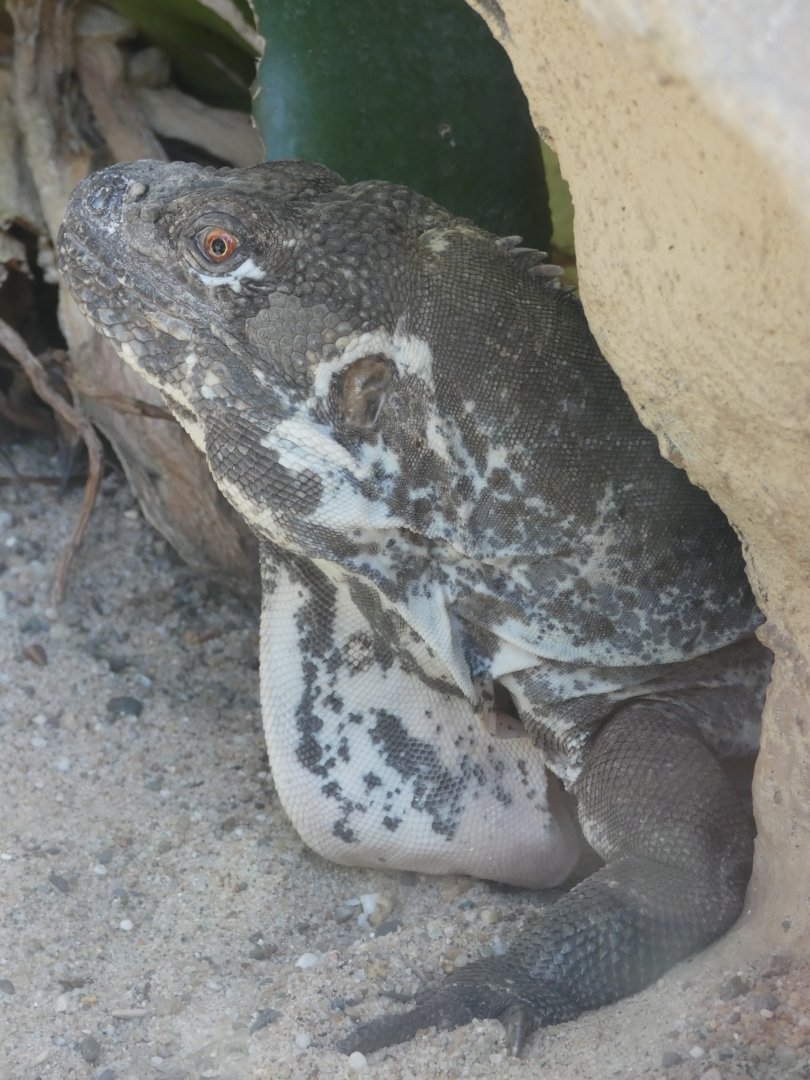 Guatemalan Spiny-tailed Iguana