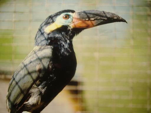 Guayanan Toucanet Desford