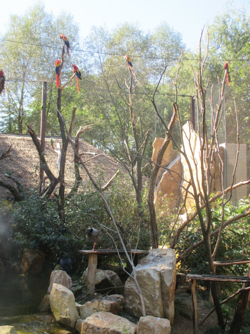Guayanas- bird aviary