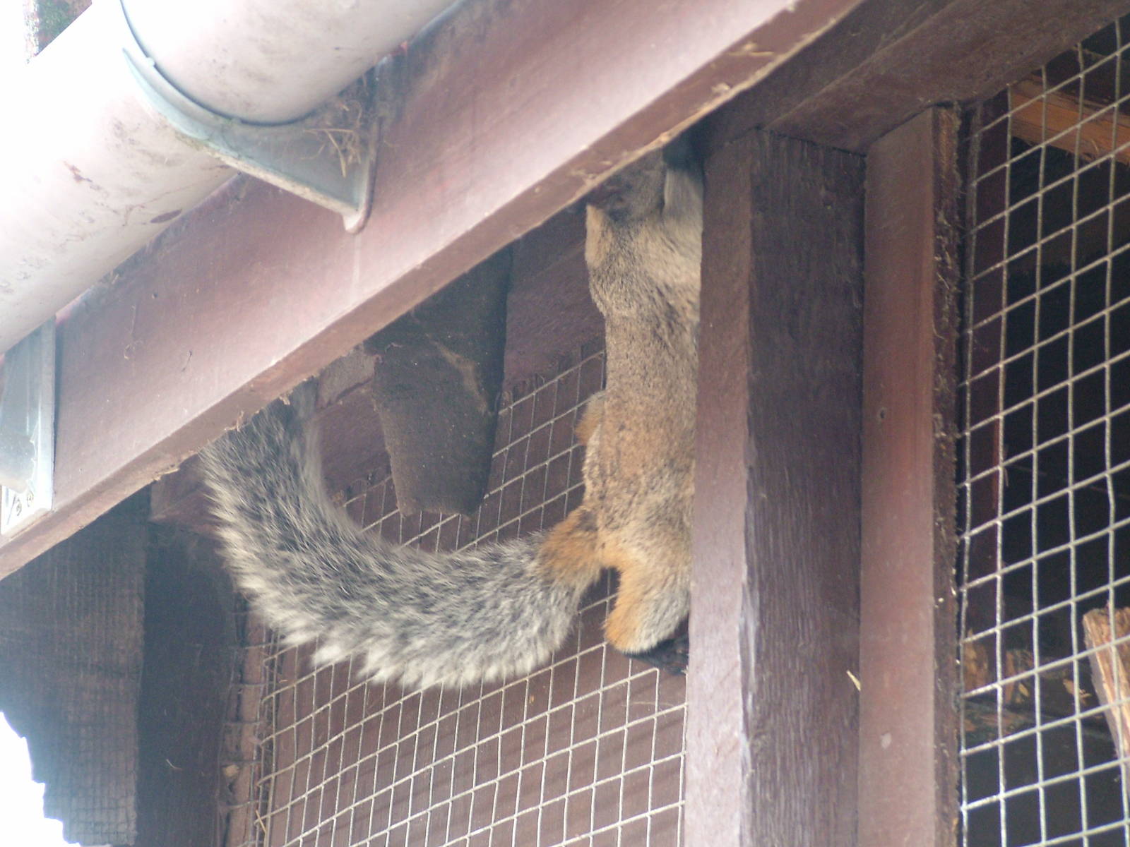 Guayaquil Squirrel at Yorkshire WP, 18/07/10