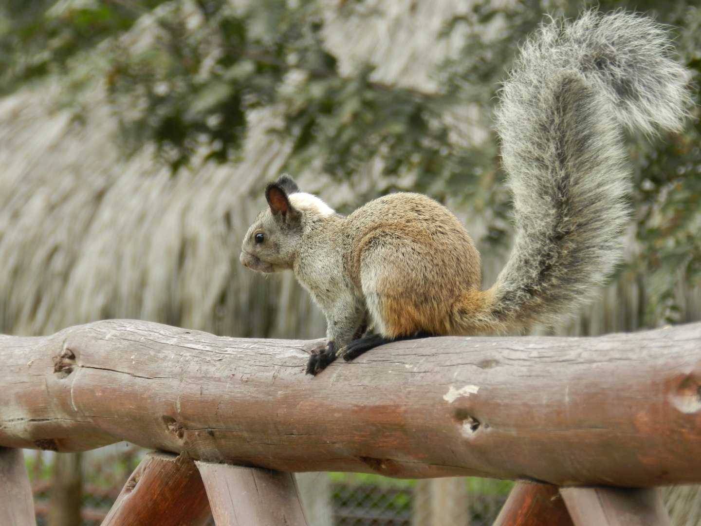 Guayaquil squirrel - Lima