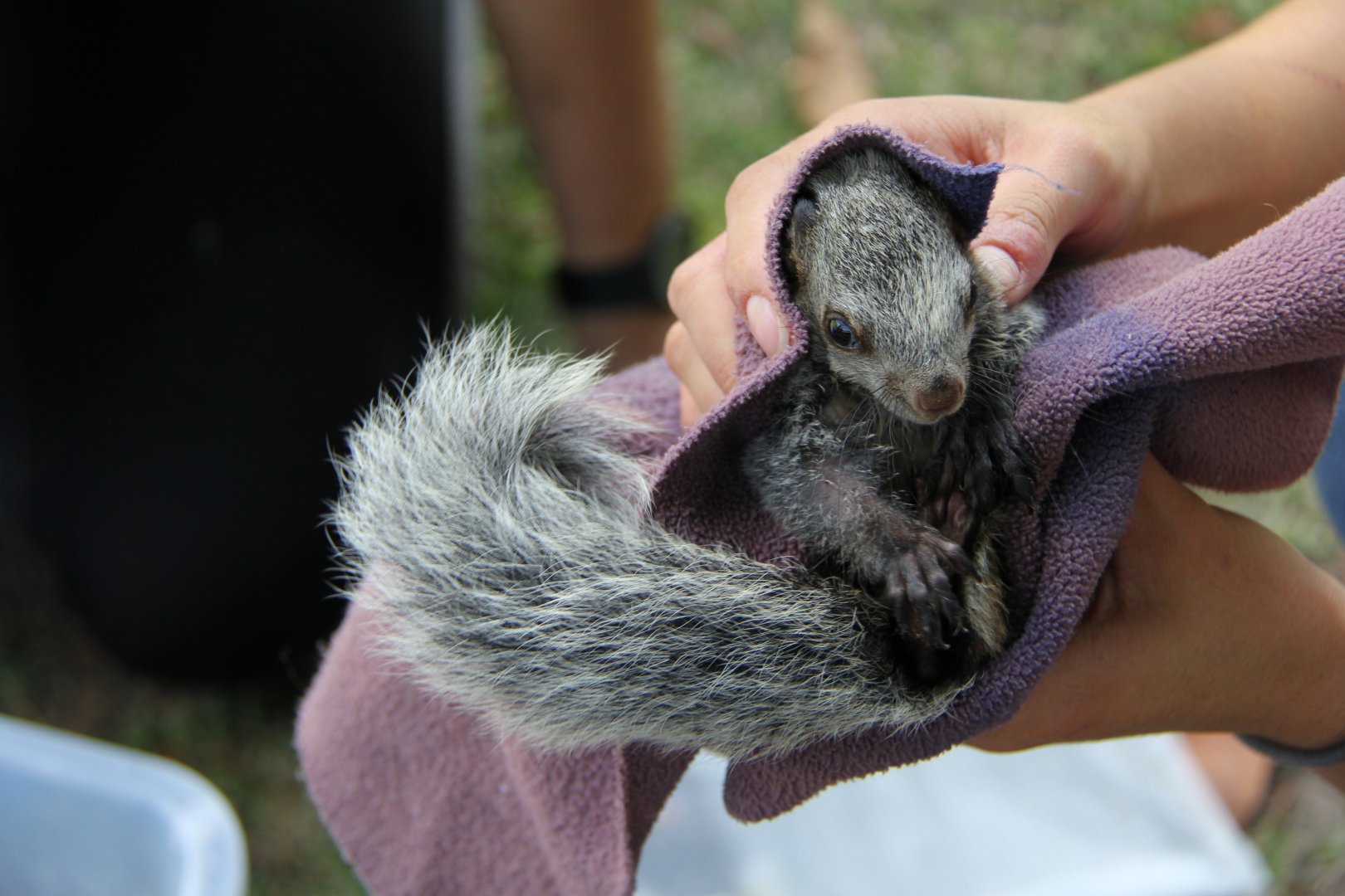 Guayaquil squirrel (Sciurus stramineus) gray form
