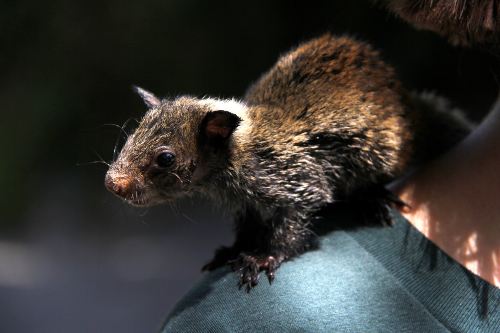 Guayaquil squirrel (Sciurus stramineus)