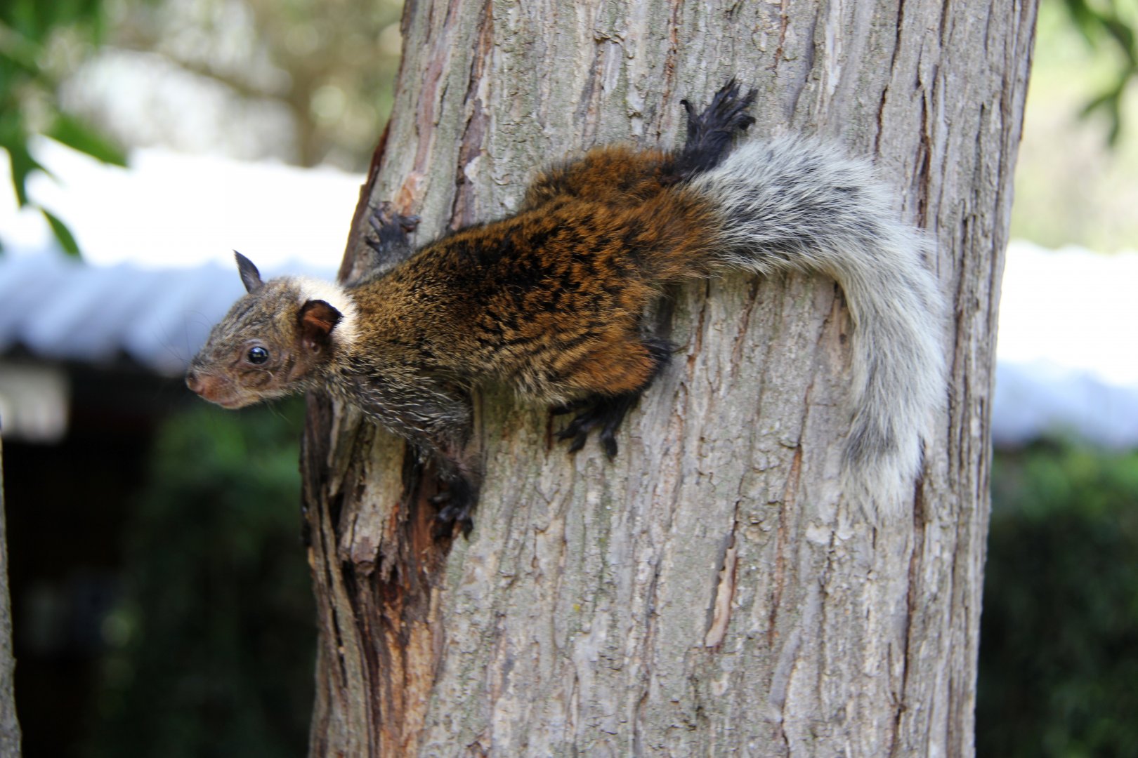 Guayaquil squirrel (Sciurus stramineus)