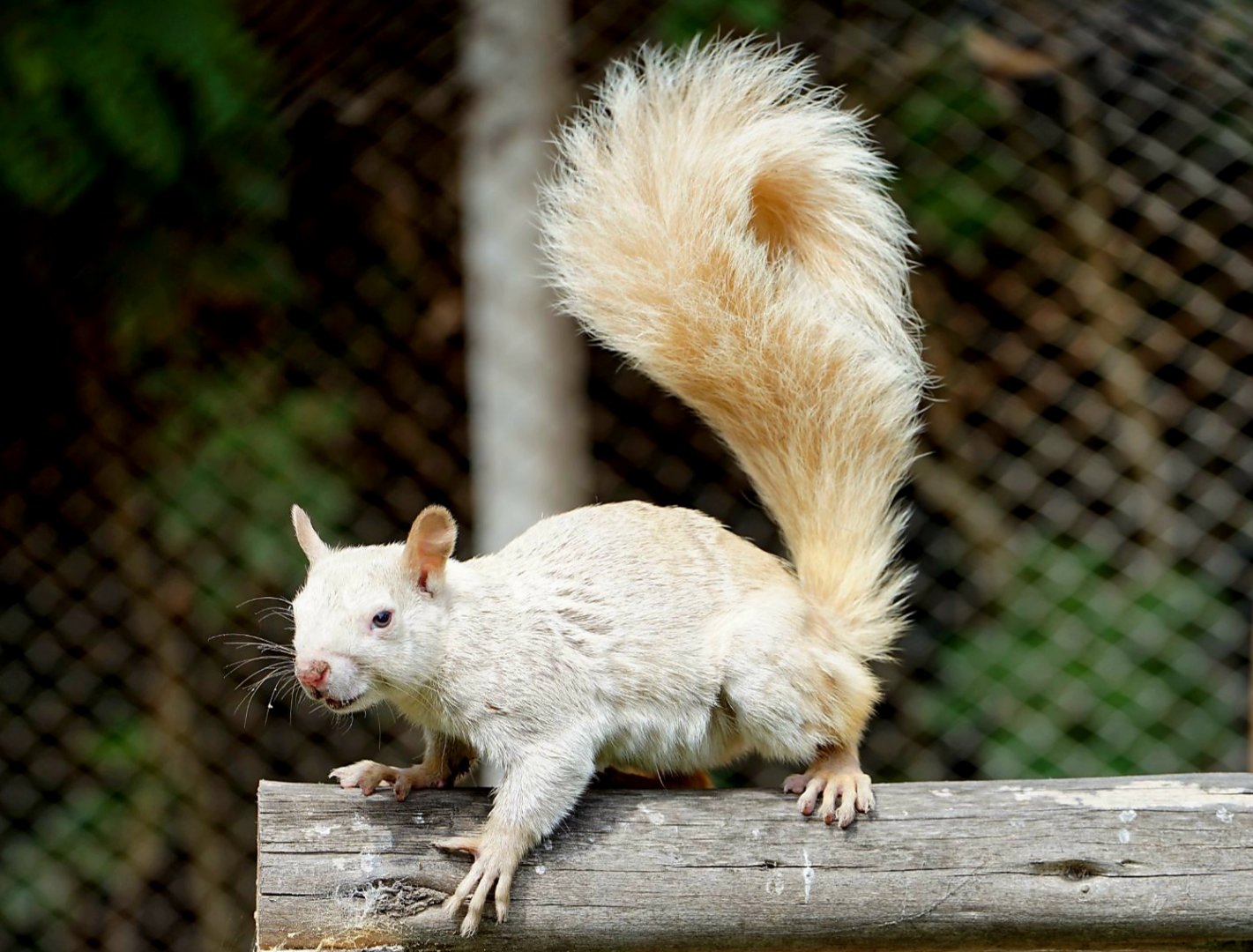 Guayaquil Squirrel