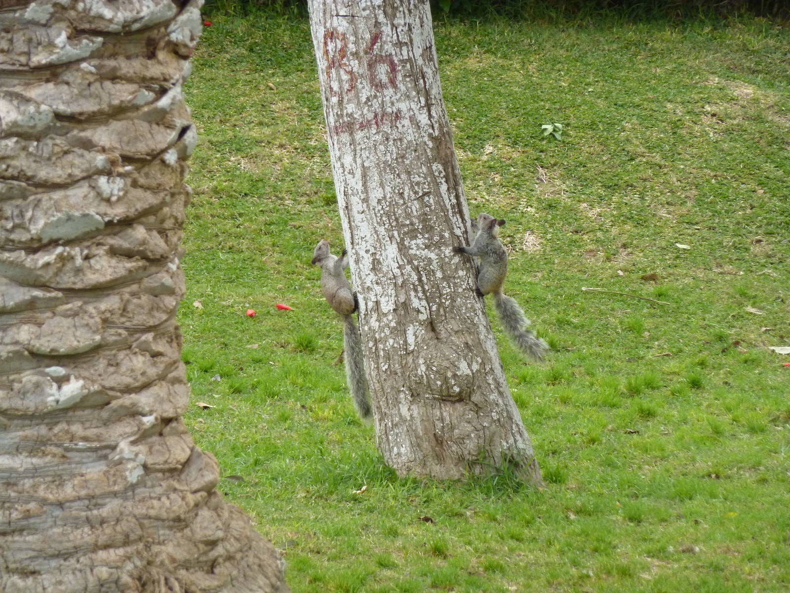 Guayaquil Squirrels hiding from each other