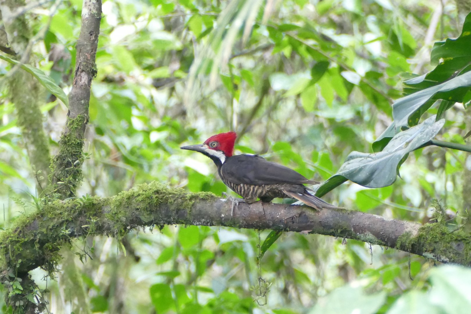 Guayaquil Woodpecker