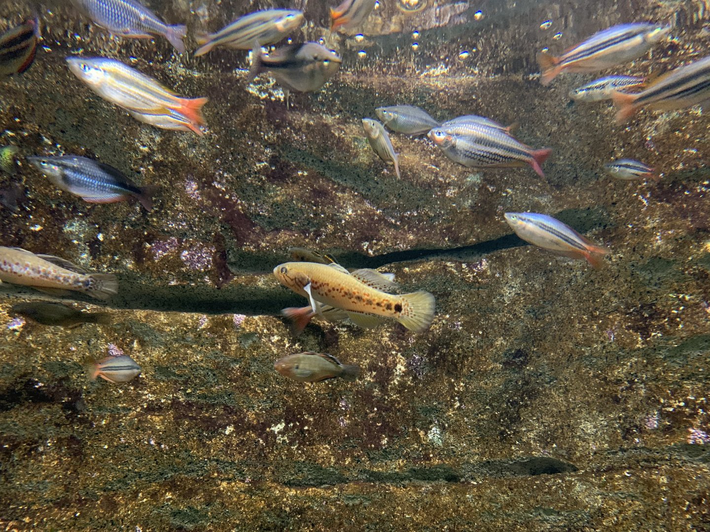 Gudgeon and Rainbowfish Tank