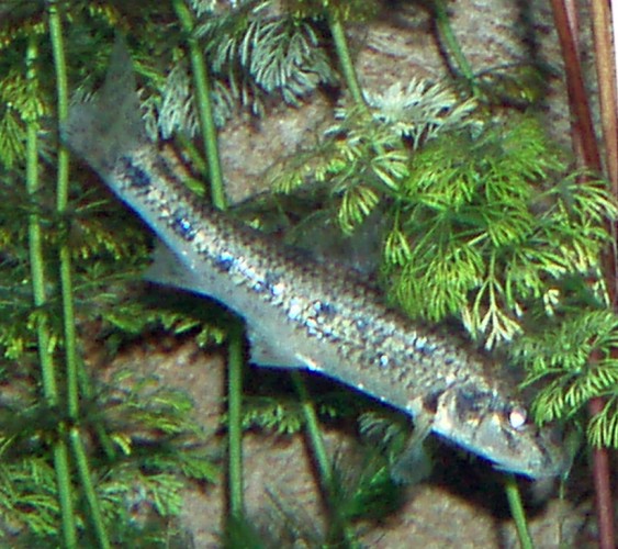 Gudgeon (Gobio gobio)