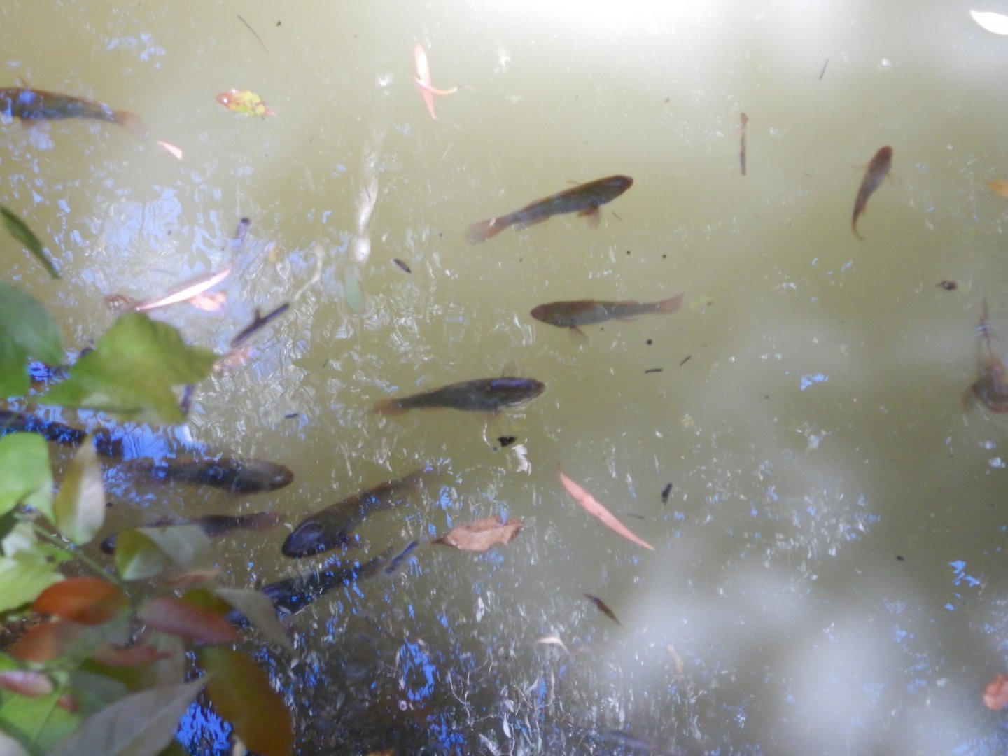 Gudgeon - Likely Snakehead Gudgeon