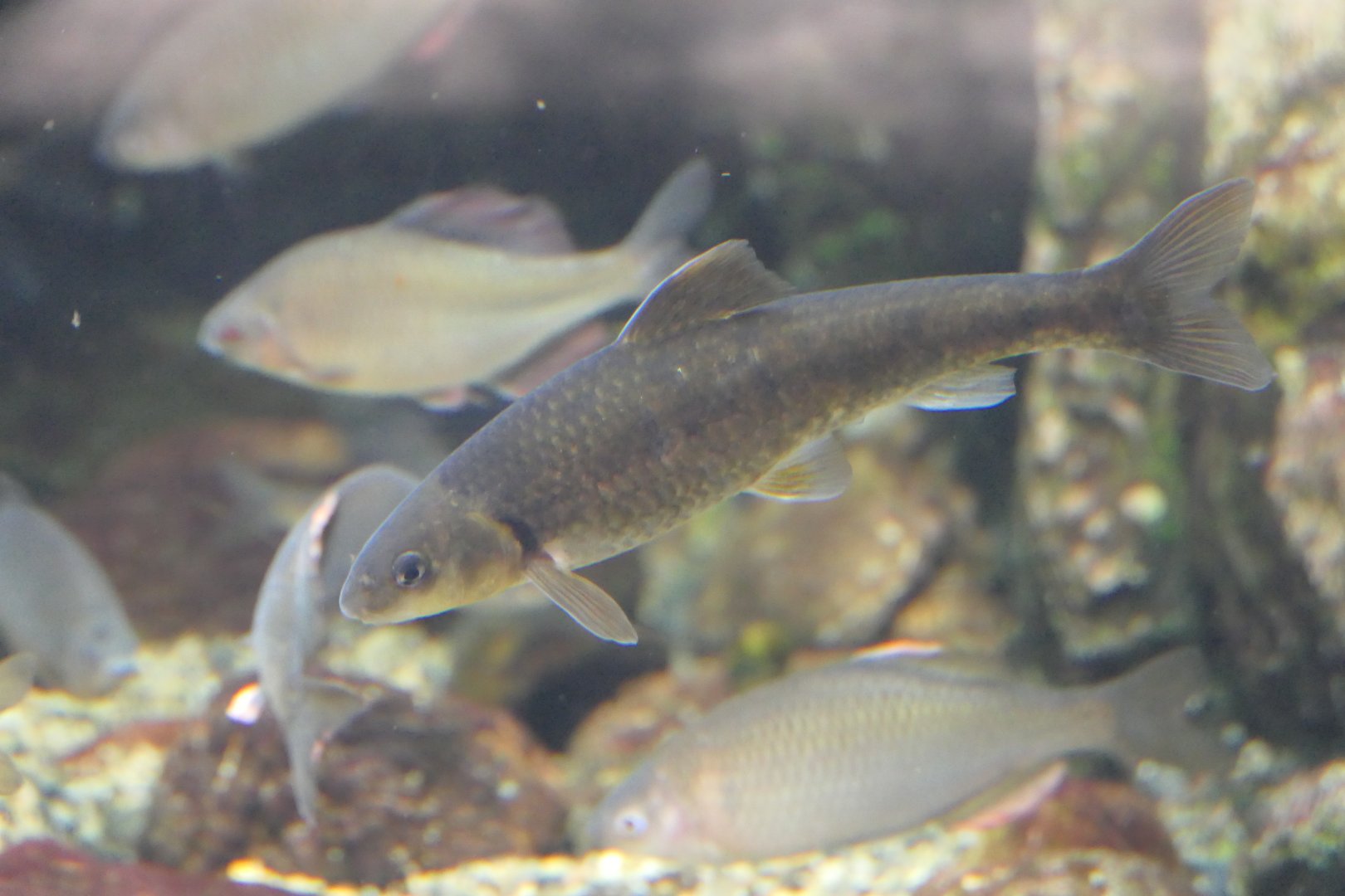 Gudgeon sp. (Sarcocheilichthys sp.)