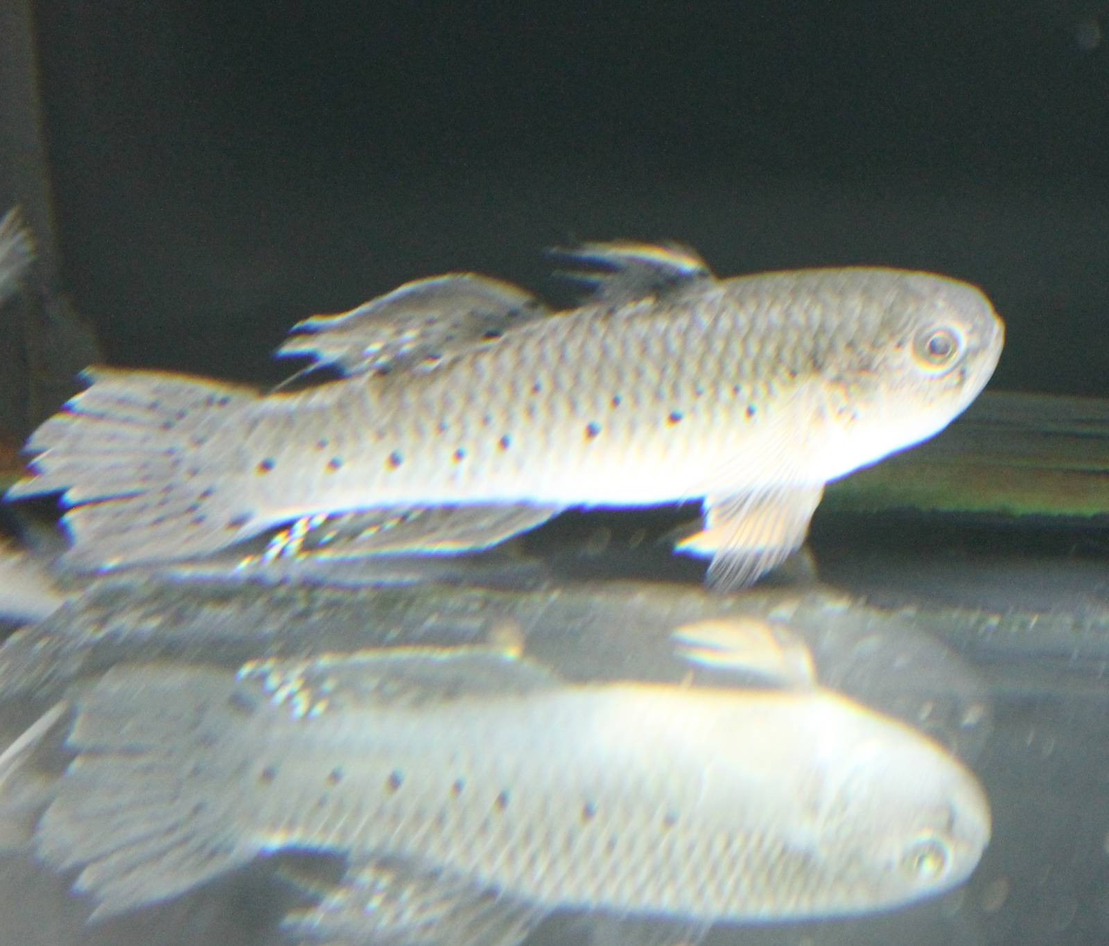 Gudgeon